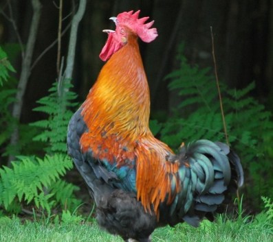 Rooster Crowing cropped
