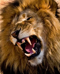 lion-yawn